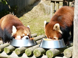 レッサーパンダのミルキー