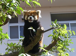 レッサーパンダのミンファ