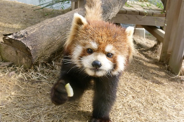 鯖江市西山動物園