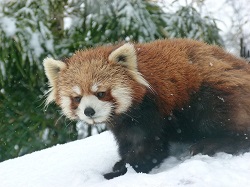 寒い冬でも平気なの? 