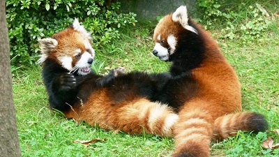 鯖江市西山動物園