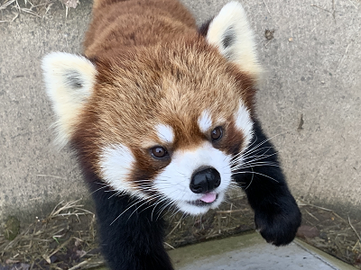 たいよう