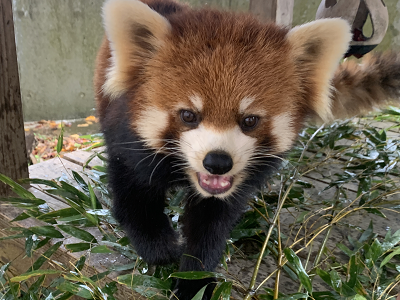 ティアラ