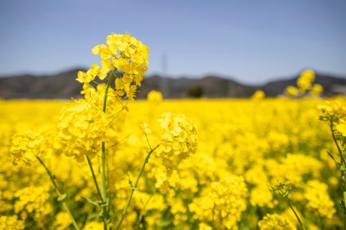 さばえ菜花の写真