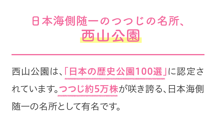 日本海側随一のつつじの名所、西山公園