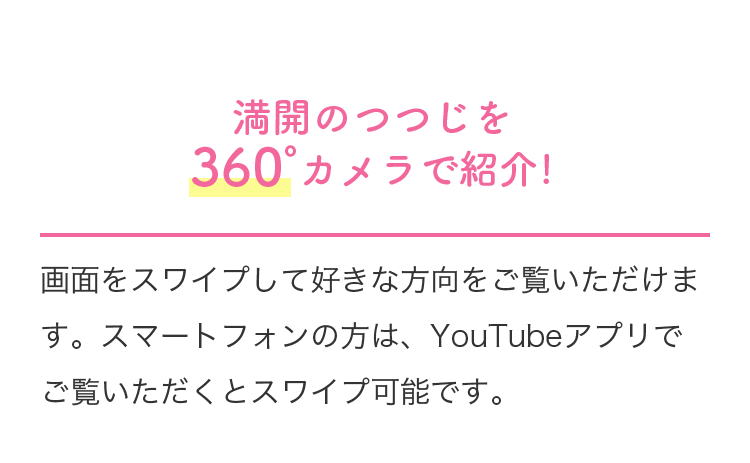 満開のつつじを360度カメラで紹介！